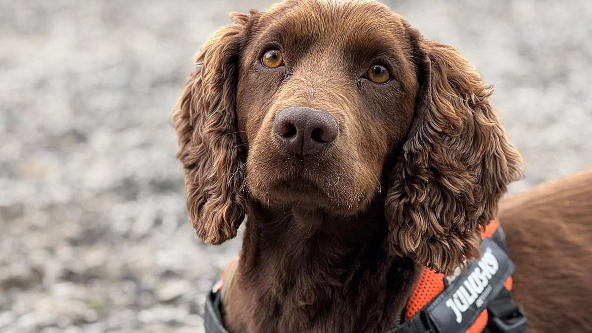Scout the police sniffer dog uncovers £2,200 and large stash of cannabis hidden in city undergrowth