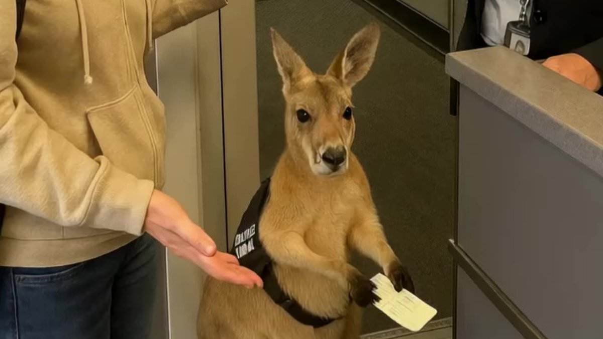 Viral kangaroo clip sends viewers into a crisis... but can YOU spot the problem?