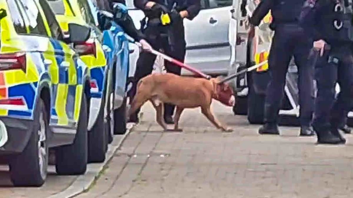 EXCLUSIVE Baby girl, one, suffers 'serious and life-changing injuries to her face' in dog attack in front of horrified mother and grandfather who were also injured