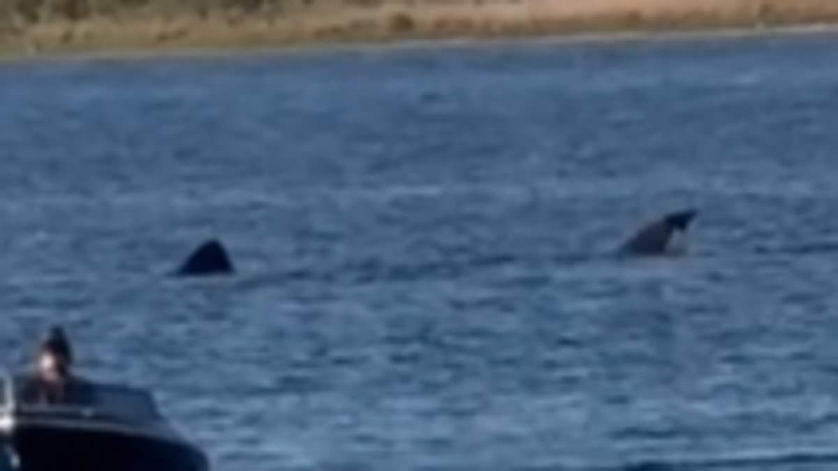 Terror in Rhode Island as enormous TWENTY FOOT shark is spotted swimming in pond