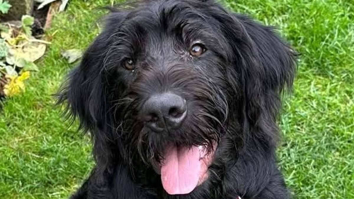 EXCLUSIVE Hunt for dog-napper: Chilling moment masked burglar calmly walks off with family's dogs Bruno and Molly