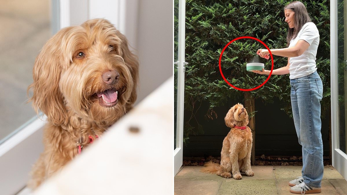 The 'genius' vet-approved item that's solving a serious common problem for dogs: 'These are a game changer'
