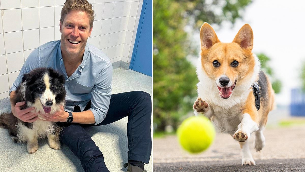 Dr Chris Brown warns dog owners to NEVER play fetch with tennis balls
