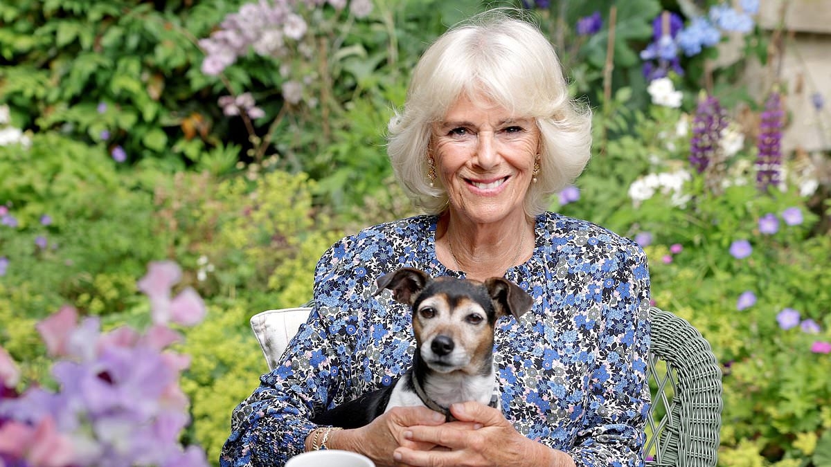 The King and Queen are leading a Jack Russell resurgence! Numbers of the breed - famously owned by Charles and Camilla - spike by 75% in Britain