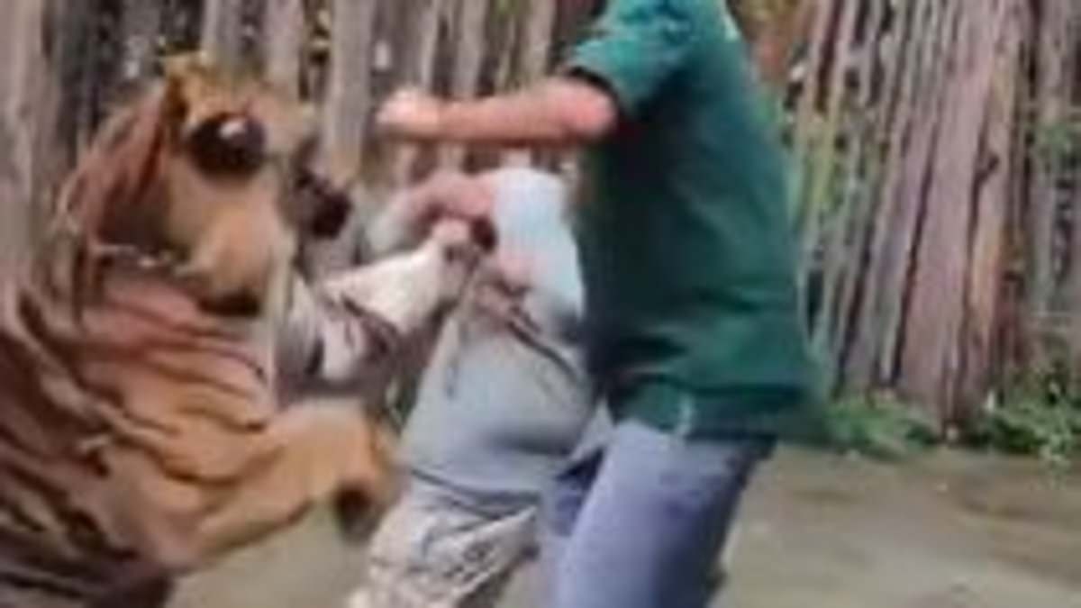 Shocking moment man is mauled by a TIGER after trying to take a selfie with it