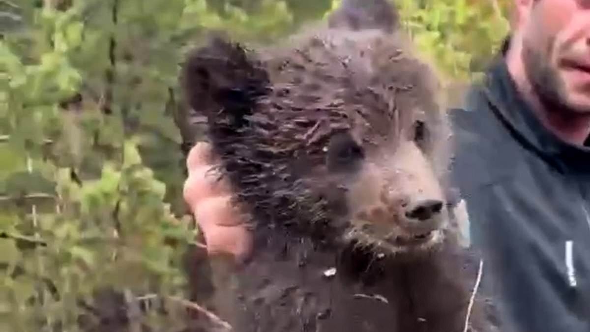 Shocking moment terrified bear cub is thrown out of a tall tree and bundled into a sack, prompting police probe