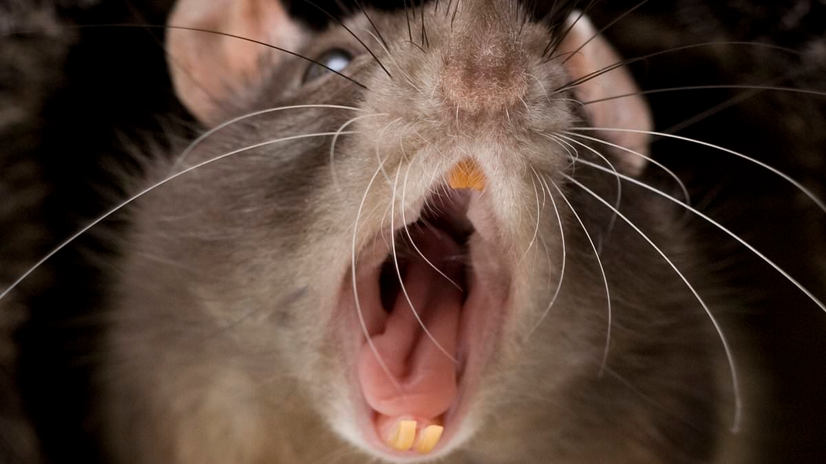 Bedbound pensioner's toe is chewed off by a RAT while 88-year-old was waiting for council to send an exterminator round