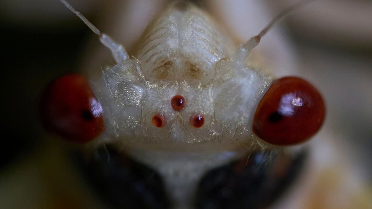 Biblical swarm invades multiple US states for the first time in 17 years... see if your hometown is at risk