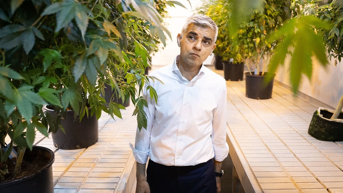 The needless deaths caused by cannabis: The suicide of a talented violinist, a father brutally murdered on a train in front of his young son, an addict mother who drowned her two small children and an entire family wiped out by a knife maniac