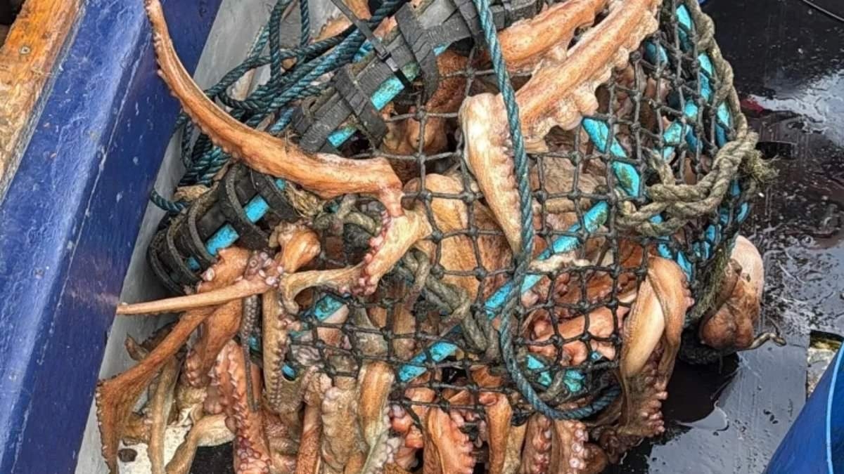 Fishermen's fury as 'disaster' octopus invasion destroys their catch thanks to woke rule allowing predators to 'treat them like McDonald's