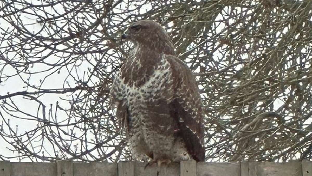 Dive-bombing buzzard's reign of terror forces primary school children inside at break times