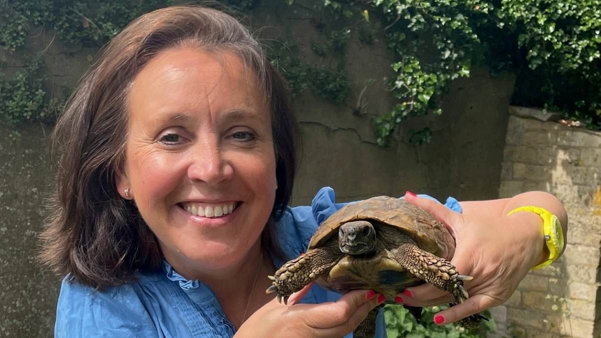 Tortoise who escaped to find a mate nearly a year ago at a speed of 0.13mph is found... just ONE mile away