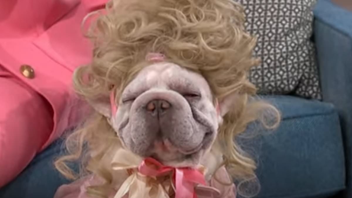 This Morning sparks animal abuse row as livid viewers 'switch off' after 'cruel and infuriating' dog competition