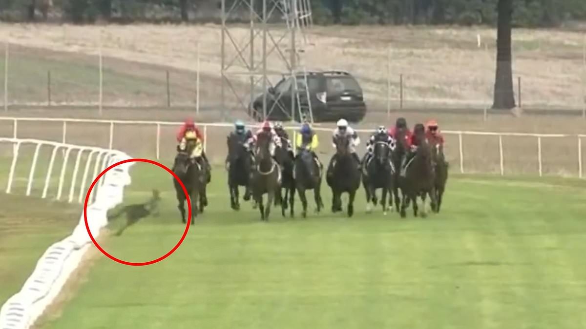 See the moment a kangaroo comes within INCHES of causing a disastrous fall at horse race