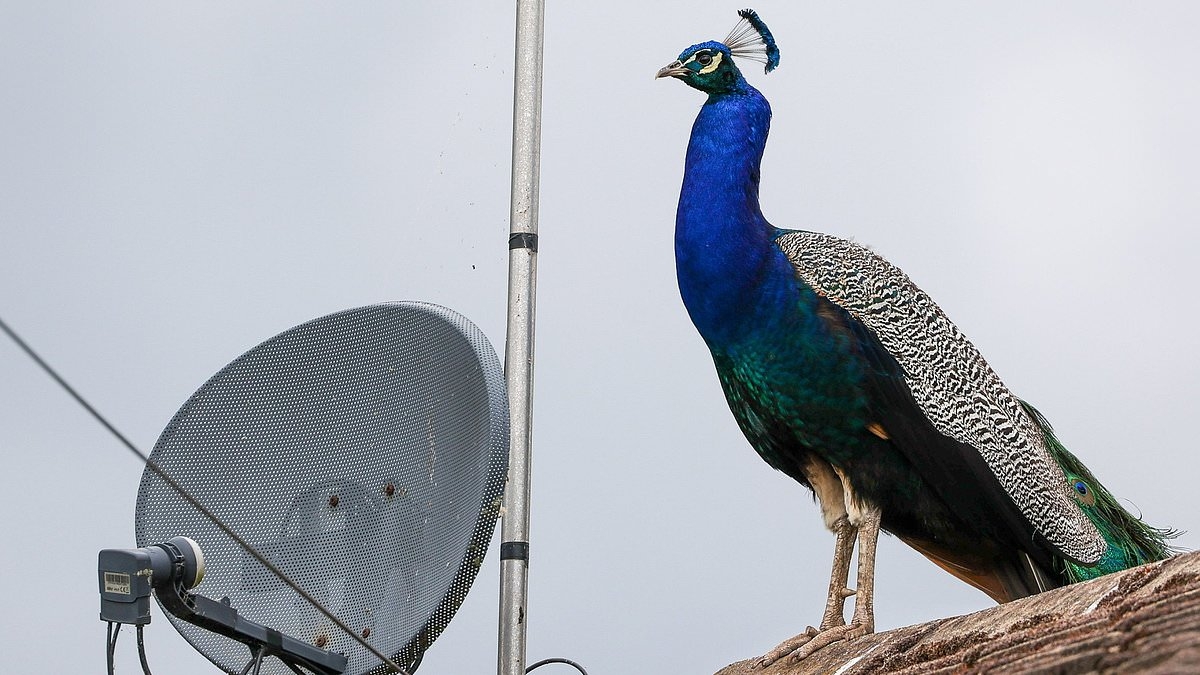 It's the Peac-y Blinders! Thuggish gang of 40 peacocks are terrorising families living in once-quiet village