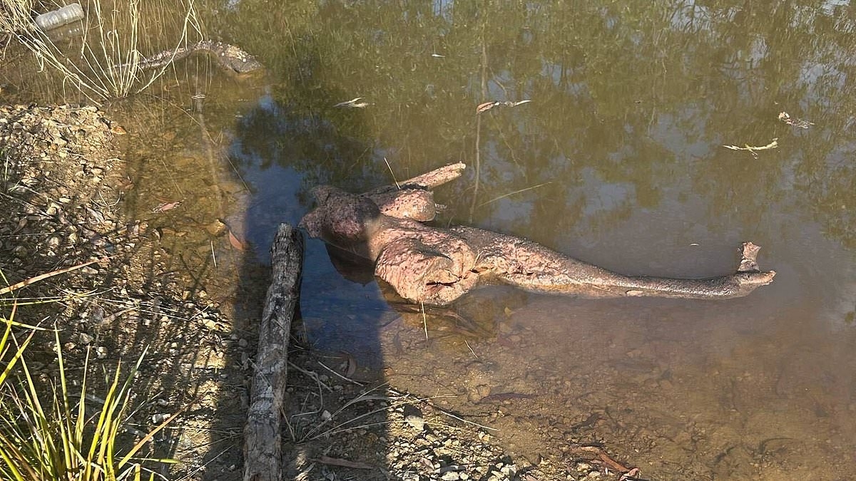 EXCLUSIVE Chilling bushland discovery rocks Queensland police search for missing teen Pheobe Bishop