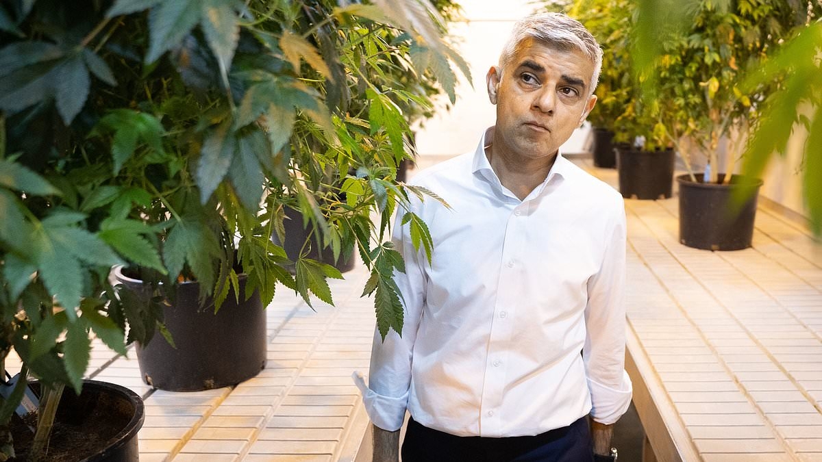 DR MAX PEMBERTON: Every day, I see the dreadful impact of cannabis - and it's far worse than anyone can possibly imagine. Let me tell you what will REALLY happen if it's decriminalised
