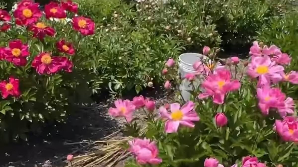 Pathetic protesters destroy university's peony garden to 'show support of Palestine'