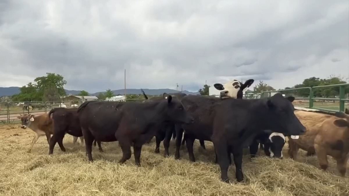 Mystery as 15 cows suddenly drop dead on remote Colorado cattle ranch