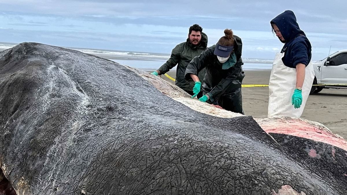 Huge 50ft beast from the depths of the ocean washes up on Oregon coast