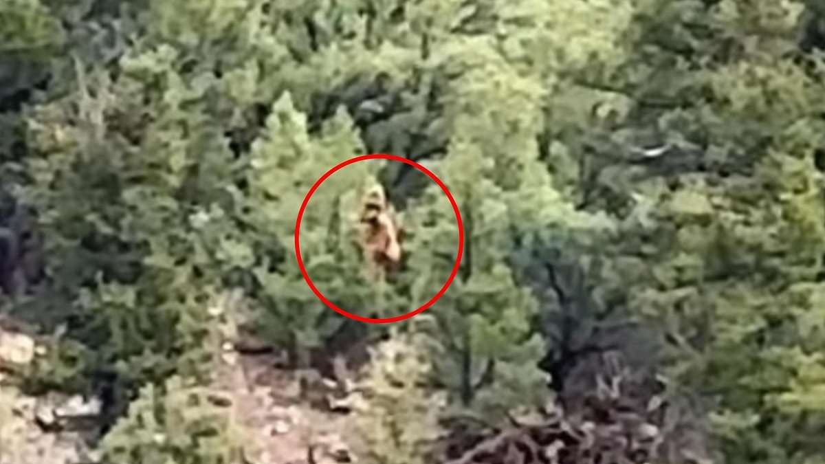 EXCLUSIVE Shocking video claims to capture Bigfoot lurking in Colorado woods