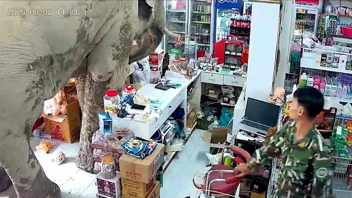 Shocking moment four-ton elephant gets stuck in supermarket... and somehow only causes £22.70 damage