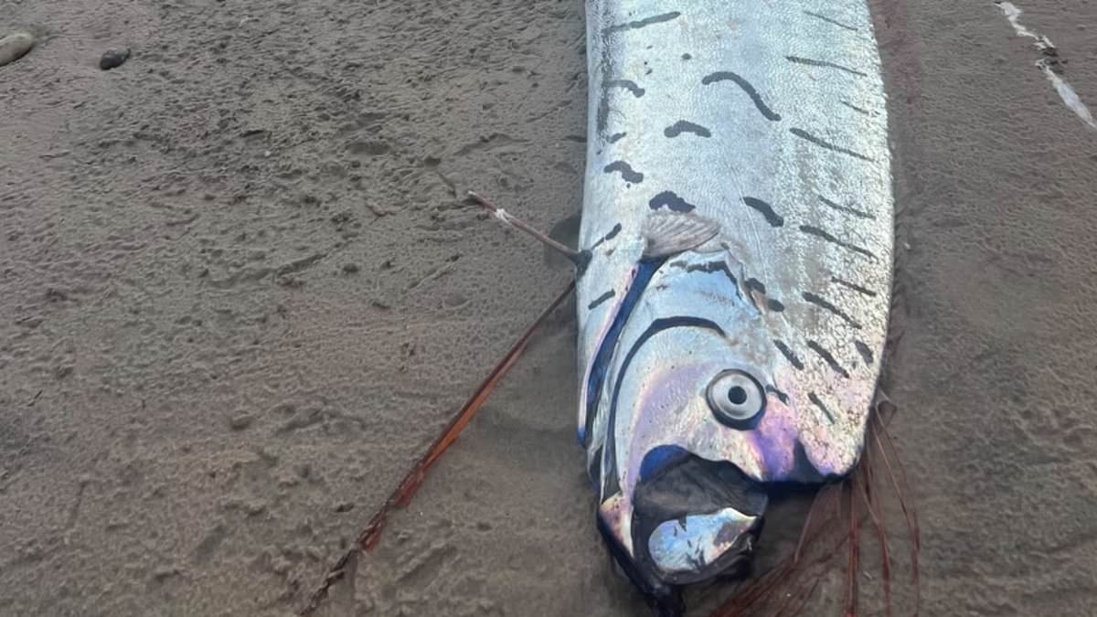 Ultra rare 'Harbinger of Doom' fish seen as a sign of looming natural disaster washes up on Australian beach