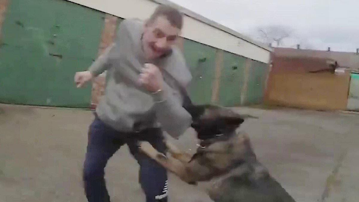 Instant karma! Moment robber who attacked woman pathetically screams in terror as police dog clamps its jaws on his arm