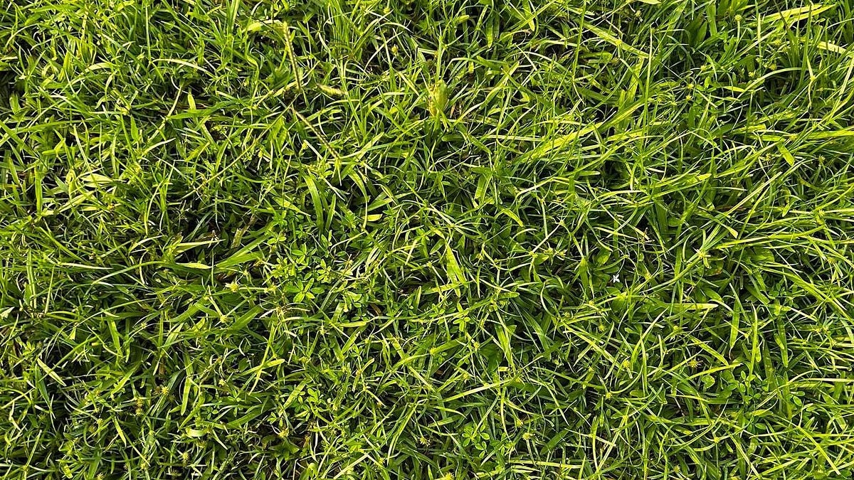 Tricky optical illusion sees frog camouflaged in the grass - can you spot it in 30 seconds?