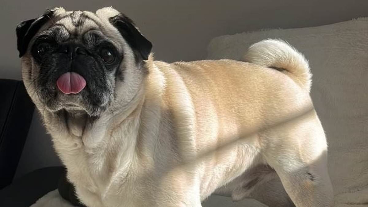 EXCLUSIVE Machete-wielding robbers broke into our home and stole £20k in jewellery and watches but we don't care about any of that... they took our DOG