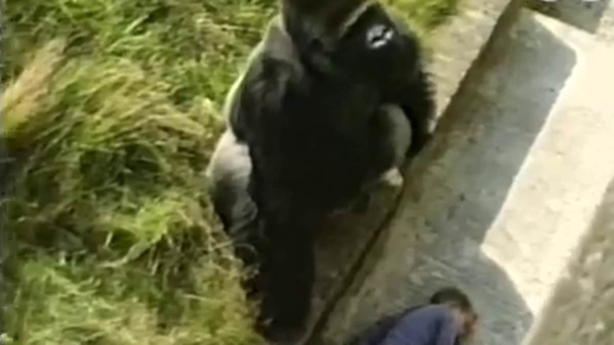 EXCLUSIVE I cheated death when I fell into a gorilla enclosure aged five. It shaped my life forever... and what happened next was heartbreaking
