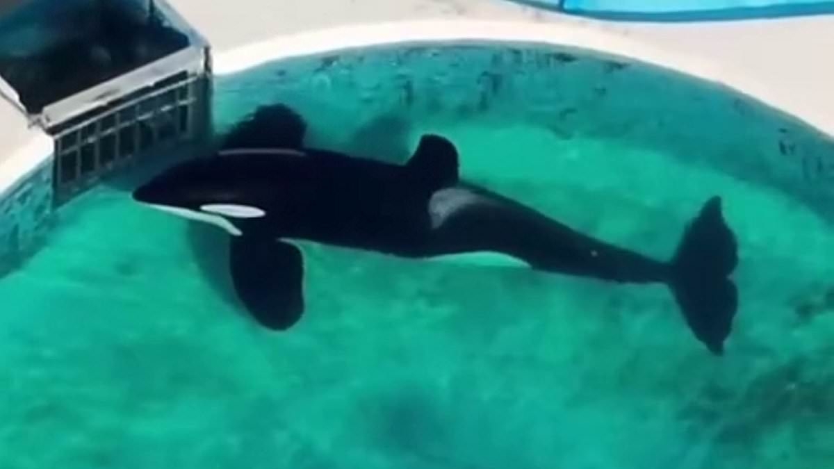 Harrowing plight of world's loneliest killer whales and dolphins: Tragic stories behind majestic sea creatures neglected and abused in marine parks
