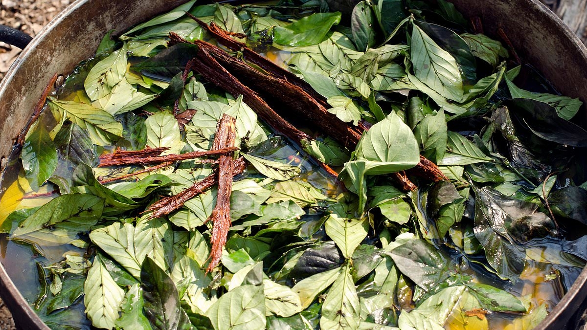 American tourist dies in shamanic ritual in Peru after drinking hallucinogenic herbal tea during 'spiritual tourism session' in remote Amazon