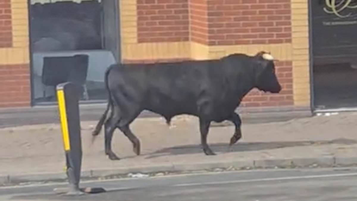BREAKING NEWS Well they do have a Bull Ring! Bull is on the loose in Birmingham as police rush to the scene