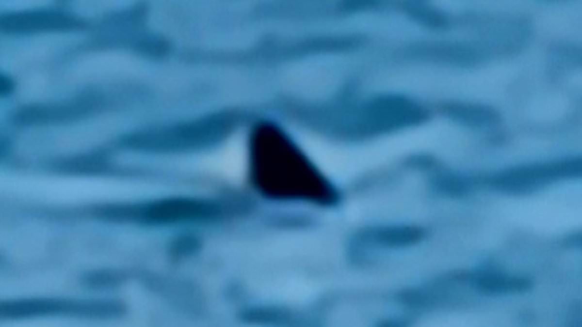Chilling moment 5ft shark's dorsal fin is spotted just 30 feet from one of Britain's most popular beaches