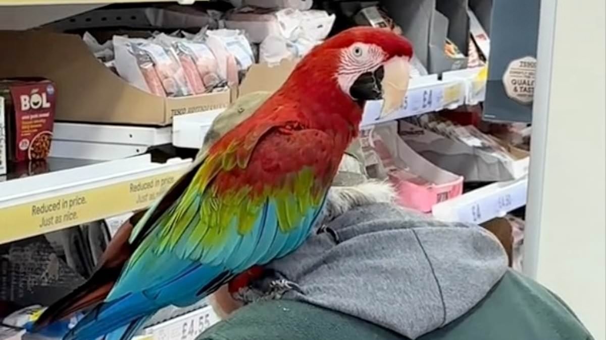 Arrgh you joking? Tesco pensioner stuns shoppers by bringing his pet PARROT with him to buy groceries