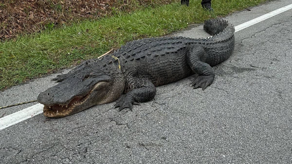 Massive 400-pound alligator captured by North Carolina cops and hit with hilarious charges