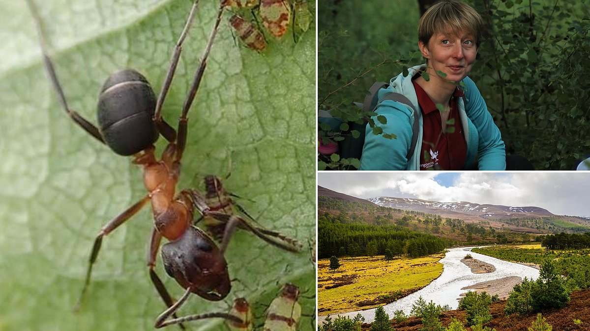Is this the world's toughest job... catching tiny ANTS at 1,700 sq-mile beauty spot?