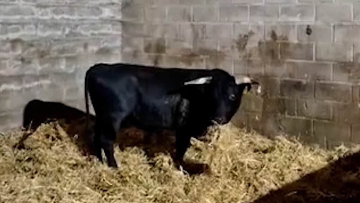 Moo-ving story! Runaway bull that terrified passers-by as it tore round Birmingham is happily rehomed in animal sanctuary