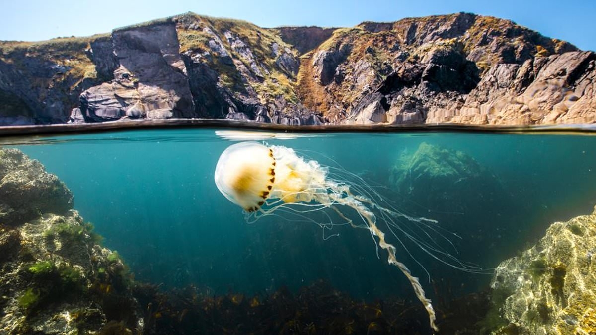 Ocean With David Attenborough: Trailer, certificate and where to watch