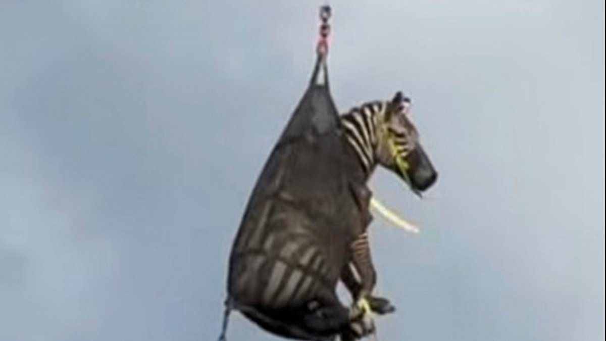 Pet zebra captured more than a week after it escaped home in Tennessee