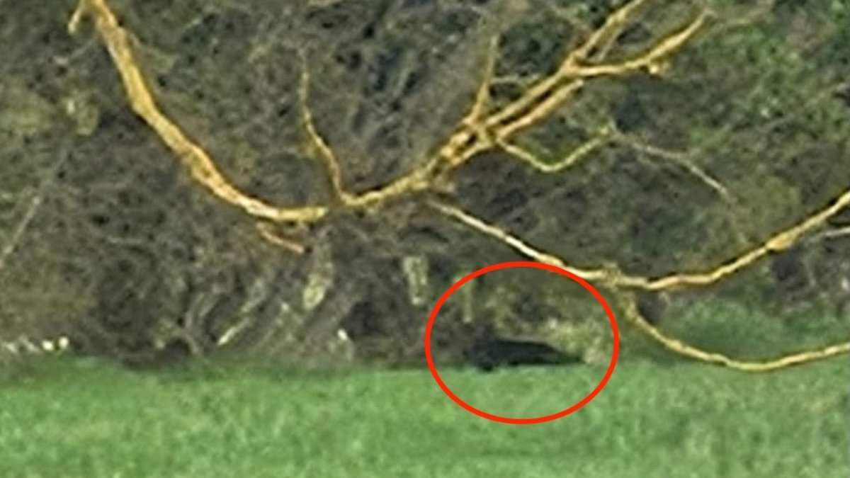 Shape of meow! Big cat sighting near Ed Sheeran's £3.7million country estate sparks loose 'panther' fears