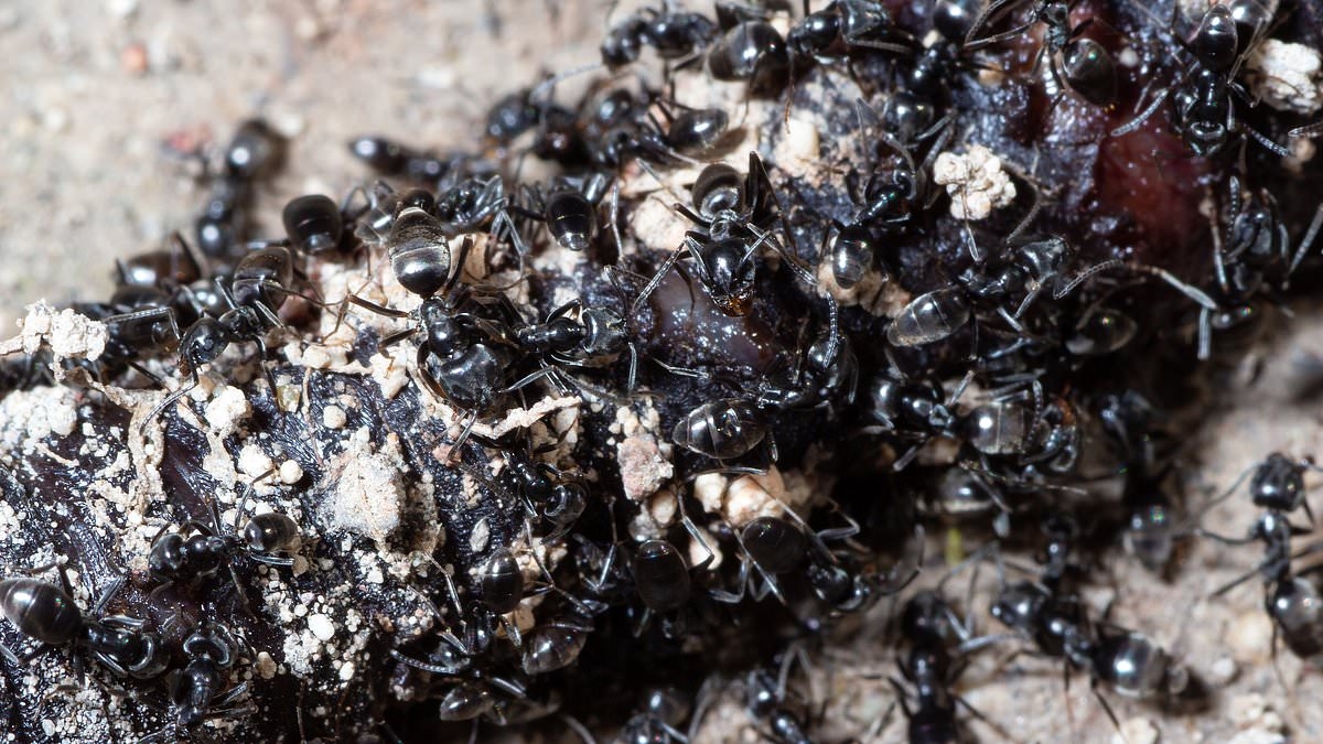 Mega-colonies of 'SUPER ANTS' are storming through Europe, wiping out power supplies and even roads - and experts warn they're headed for the UK
