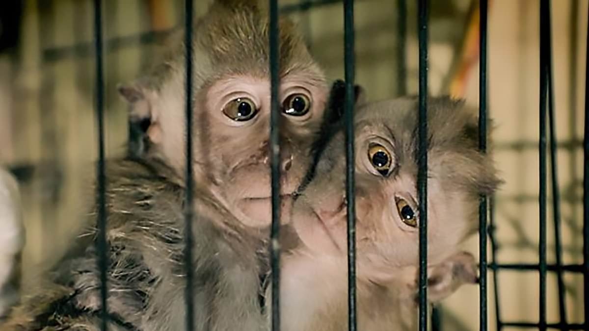 Mother-of-two, 39, who helped run global monkey torture network where users shared barbaric footage of animal abuse is jailed