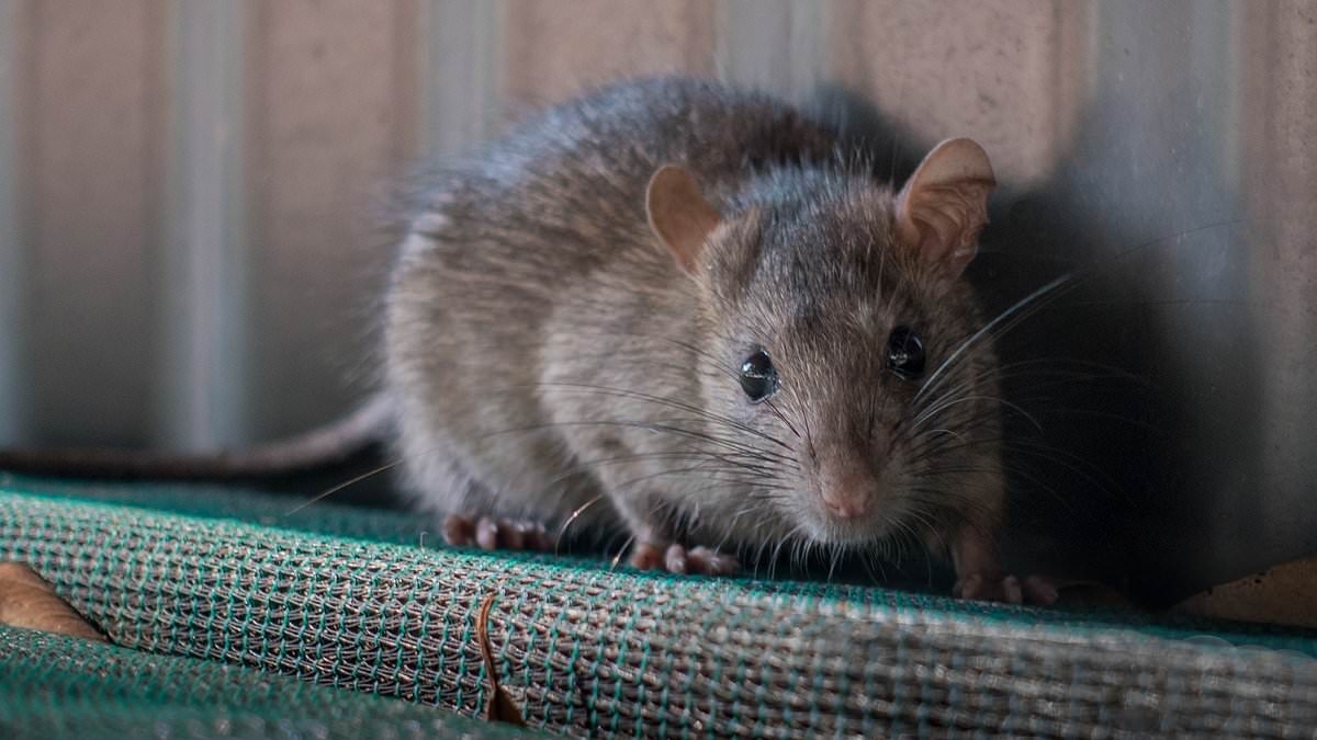 How a plague of 'mutating' super rats are taking over Sydney and becoming resistant to poison: 'Impossible to kill'