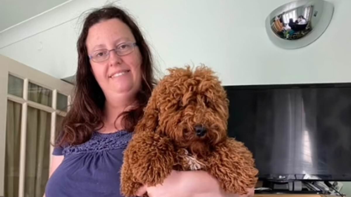 My toy cockapoo grew into a giant beast: What owners must know before buying designer dogs that are meant to be just 10-inches tall