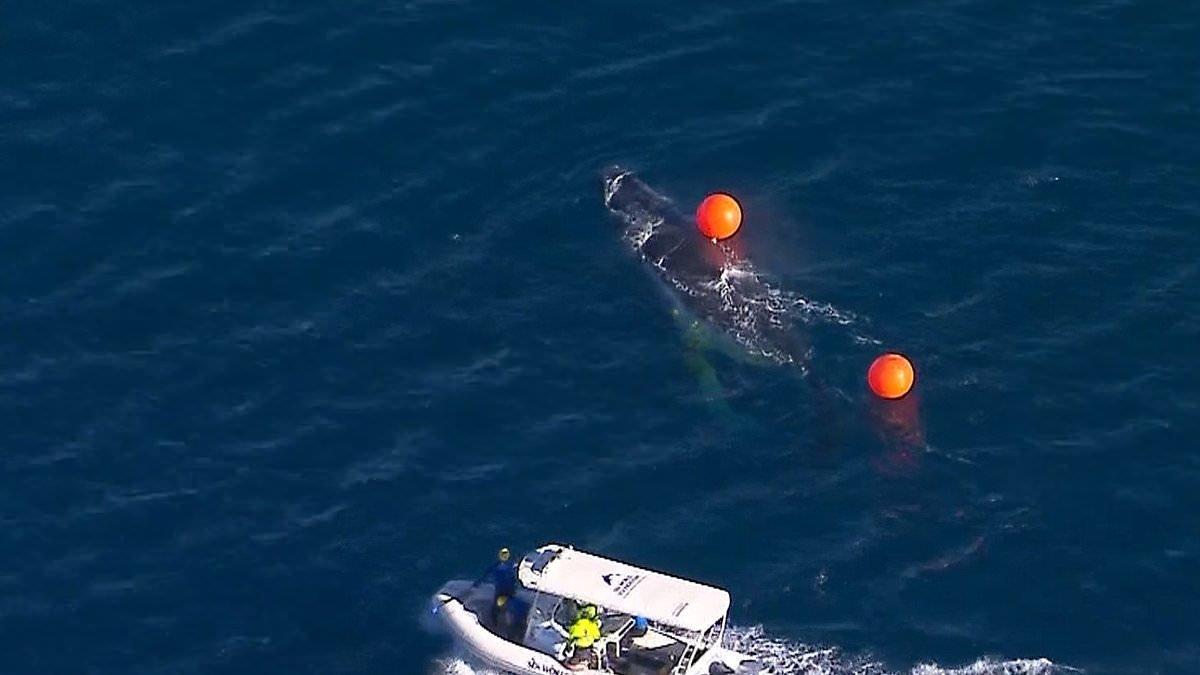 BREAKING NEWS Urgent rescue mission underway to free a whale trapped in a shark net along the Gold Coast