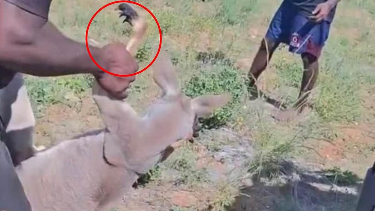Vile moment group of men TORTURE a defenceless kangaroo in shocking clip