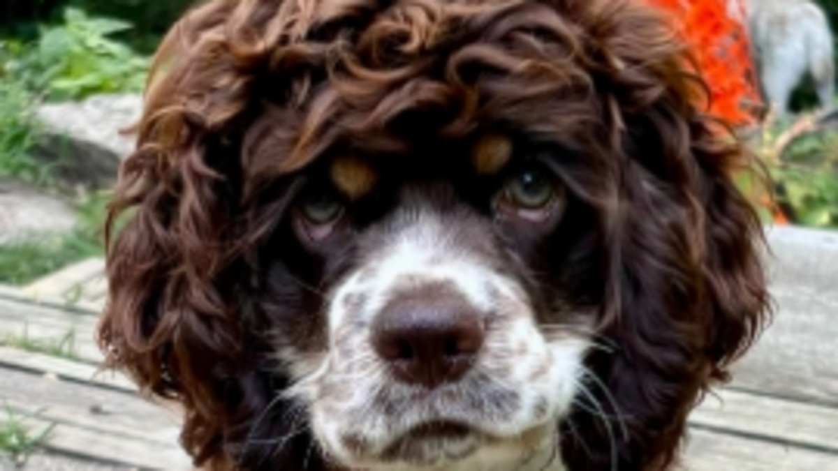These dogs are all supposedly the same breed, but their owners were duped into buying a fake designer puppy - so can YOU guess what kind they're meant to be?