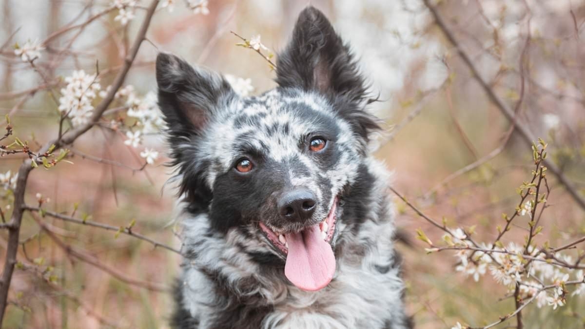 Meet Britain's newest dog breed! Mudi is officially granted recognition by The Kennel Club - making it the 225th breed in the UK